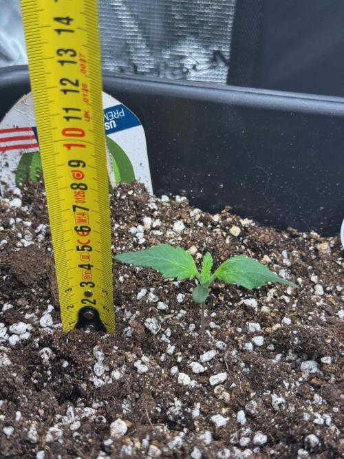 Sherbet Queen Auto. Week 2 - 18/01 - day 15

Seed #1 - Autopot 15L