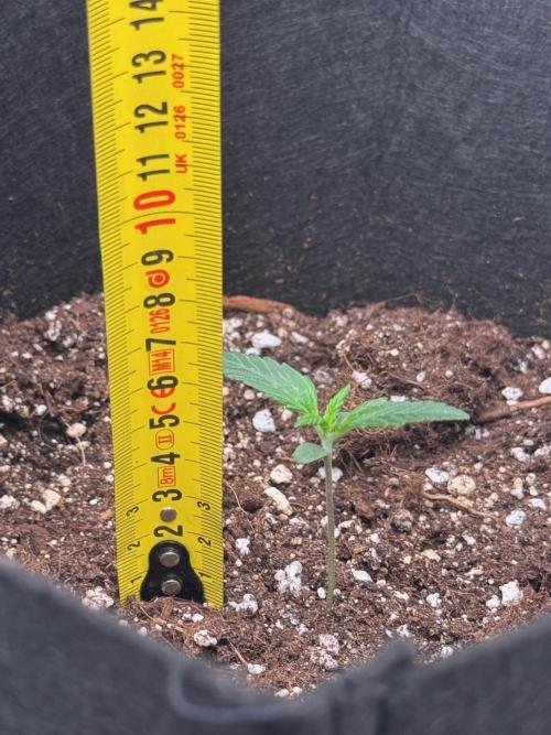 Sherbet Queen Auto. Week 2 - 18/01 - day 15

Seed #3 - Fabric pot 20L