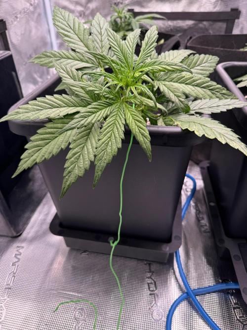 Sherbet Queen Auto. Week 4 - WEEK 4 - DAY 34

Sherbet #1 - LST

06/02/2026