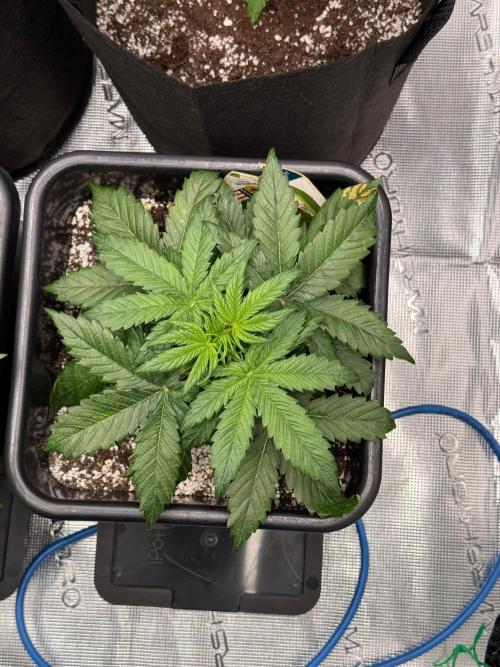 Sherbet Queen Auto. Week 4 - WEEK 4 - DAY 34

Sherbet #2

06/02/2026