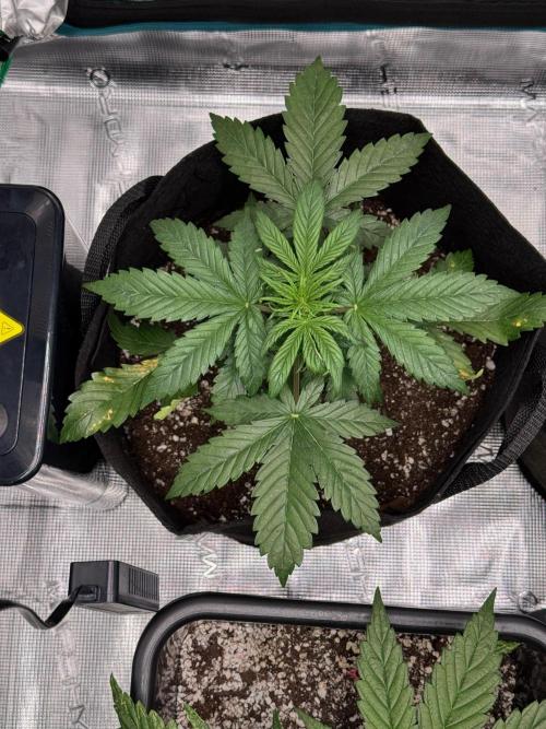 Sherbet Queen Auto. Week 4 - WEEK 4 - DAY 34

Sherbet #3

06/02/2026