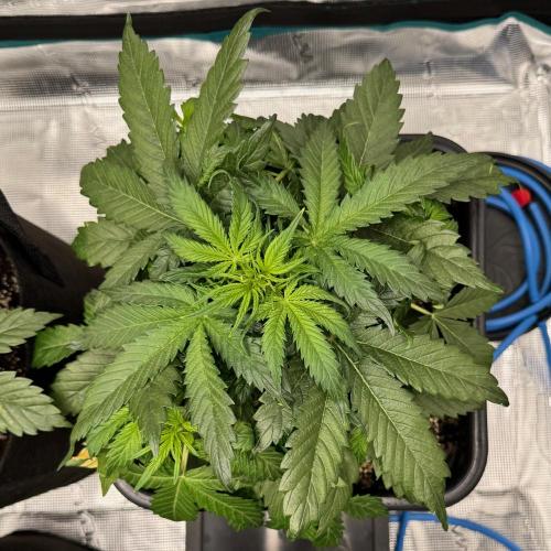 Sherbet Queen Auto. Week 5 - WEEK 5 - DAY 37

Sherbet #2

09/02/2026