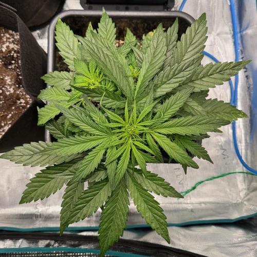 Sherbet Queen Auto. Week 5 - WEEK 5 - DAY 37

Sherbet #1

09/02/2026