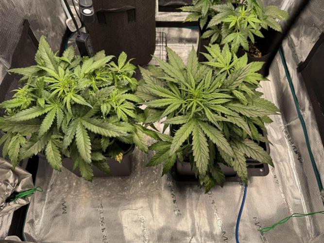 Sherbet Queen Auto. Week 5 - WEEK 5 - DAY 40

Sherbet #1 Sherbet #2

12/02/2026