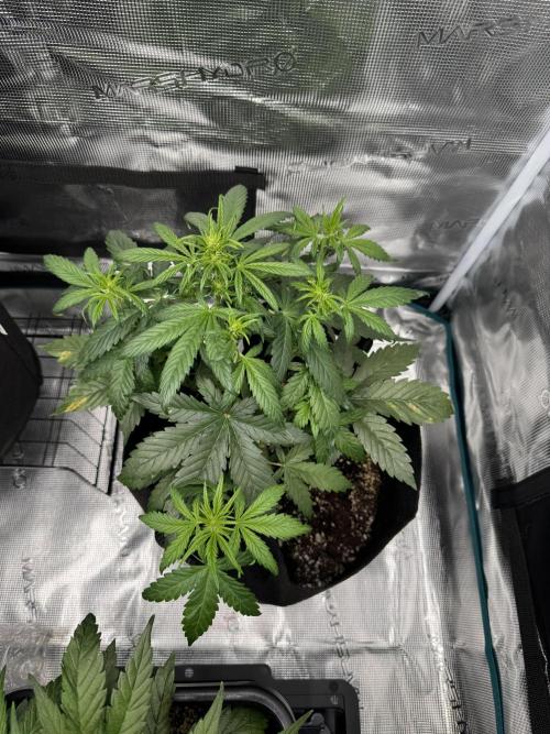 Sherbet Queen Auto. Week 5 - WEEK 5 - DAY 40

Sherbet #3

12/02/2026