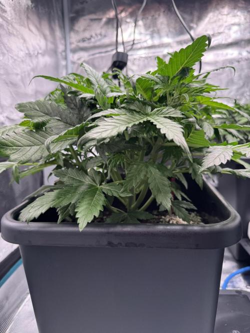 Sherbet Queen Auto. Week 5 - WEEK 5 - DAY 40

Sherbet #2

12/02/2026