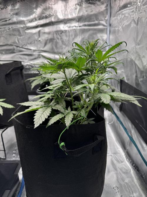 Sherbet Queen Auto. Week 5 - WEEK 5 - DAY 40

Sherbet #3

12/02/2026