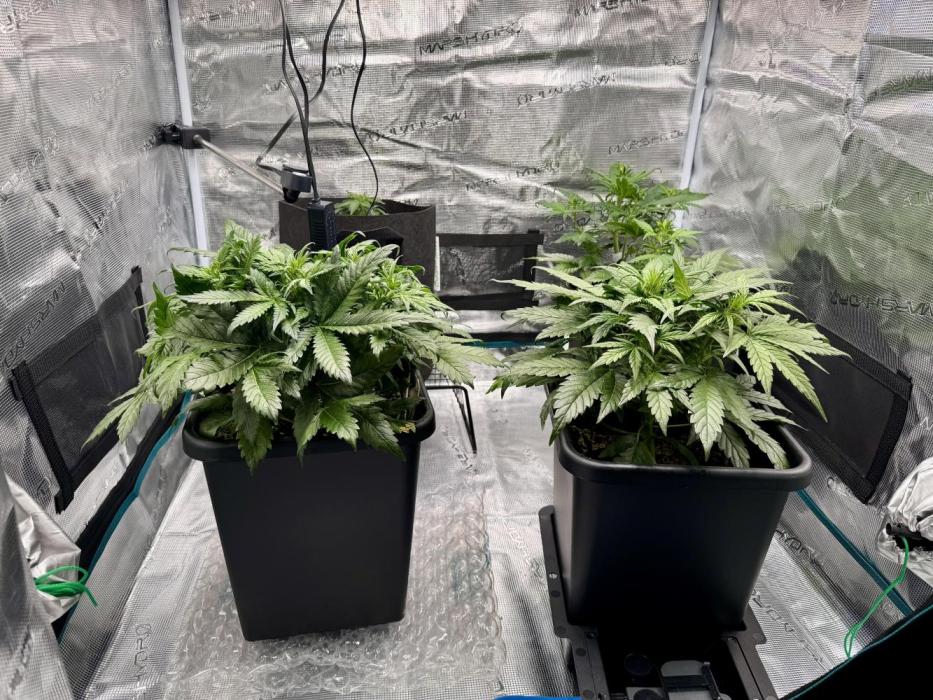 Sherbet Queen Auto. Week 6