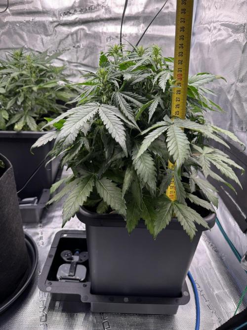 Sherbet Queen Auto. Week 6 - Sherbet #2 - day 46
35 cm