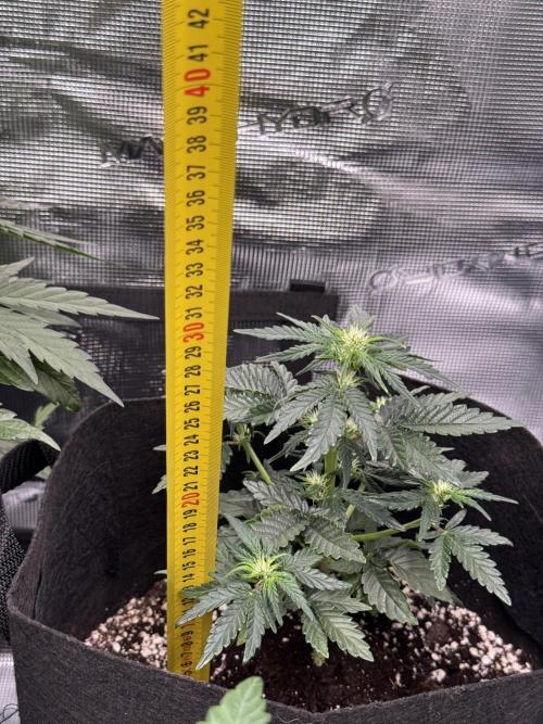 Sherbet Queen Auto. Week 6 - Sherbet #4 - day 46 
25 cm