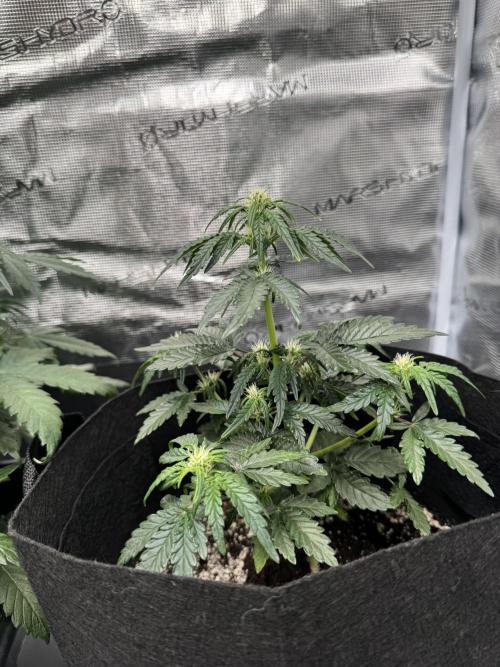 Sherbet Queen Auto. Week 7 - Sherbet #4