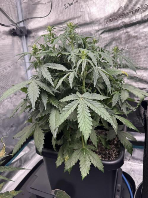 Sherbet Queen Auto. Week 7 - Sherbet #2