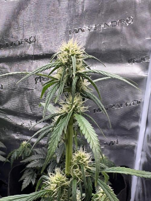 Sherbet Queen Auto (RQS). Week 7