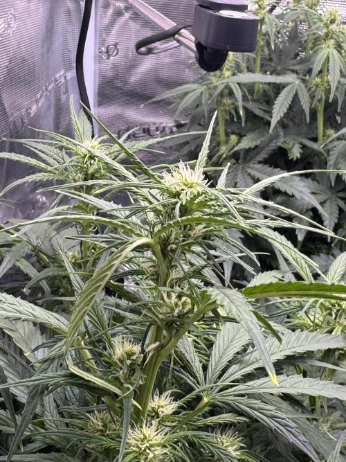 Sherbet Queen Auto (RQS). Week 7