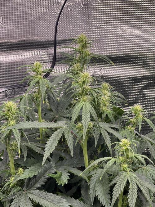 Sherbet Queen Auto (RQS). Week 7