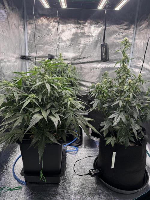 Sherbet Queen Auto (RQS). Week 7