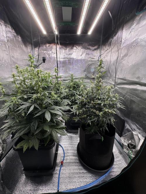 Sherbet Queen Auto (RQS). Week 8 - 28/02/2026 - day 56