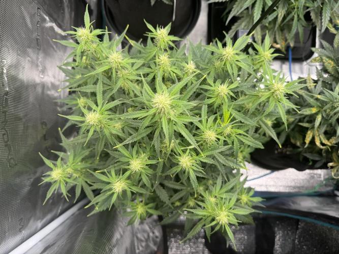 Sherbet Queen Auto (RQS). Week 8 - Sherbet #2 - day 56