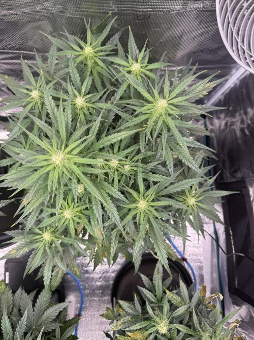 Sherbet Queen Auto (RQS). Week 8 - Sherbet #1 - day 56
