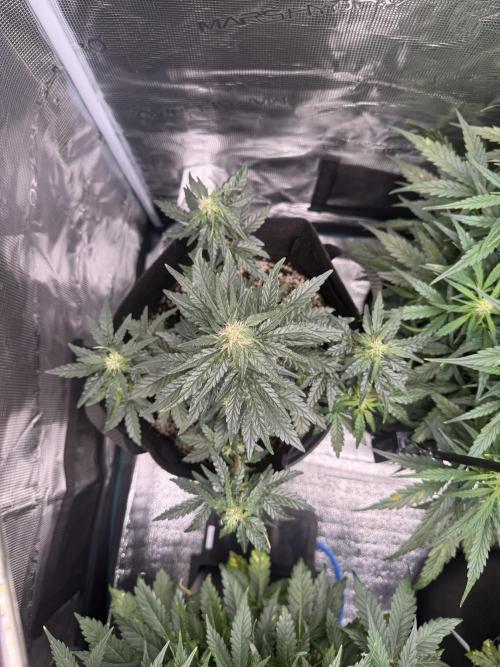 Sherbet Queen Auto (RQS). Week 8 - Sherbet #4 - day 56