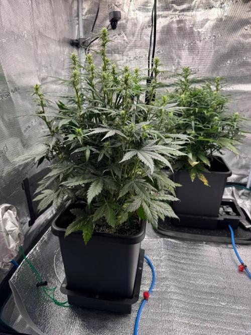 Sherbet Queen Auto (RQS). Week 7 - Sherbet #2
@end of week