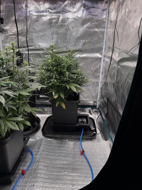 Sherbet Queen Auto (RQS). Week 7 - Sherbet #1
@end of week