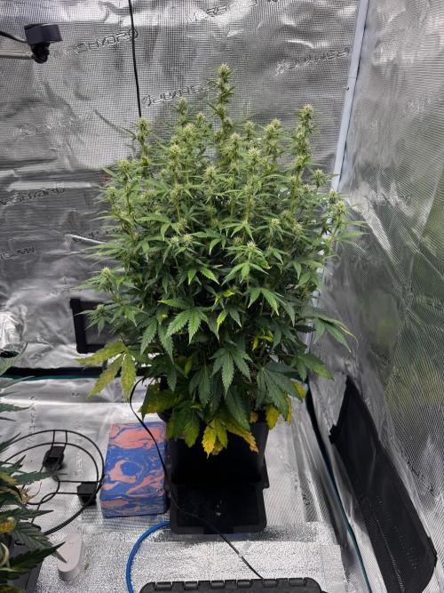 Sherbet Queen Auto (RQS). Week 9 - WEEK 9 - day 65
Sherbet #2