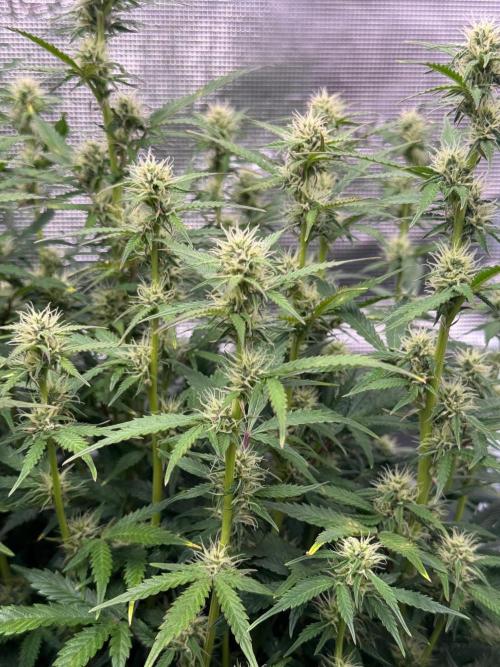 Sherbet Queen Auto (RQS). Week 9 - WEEK 9
09/03/2026 - day 65
Sherbet #2
