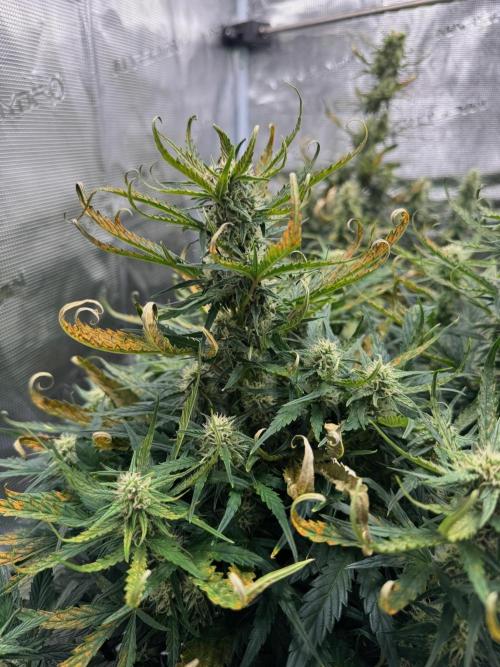 Sherbet Queen Auto (RQS). Week 9 - WEEK 9
09/03/2026 - day 65
Sherbet #1