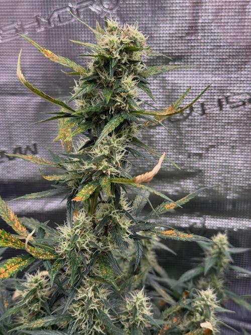 Sherbet Queen Auto (RQS). Week 9 - WEEK 9
09/03/2026 - day 65
Sherbet #3