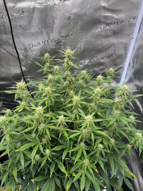 Sherbet Queen Auto (RQS). Week 9 - WEEK 9
09/03/2026 - day 65
Sherbet #2