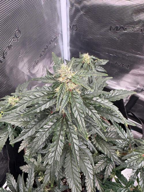 Sherbet Queen Auto (RQS). Week 8 - Sherbet #4 - day 59
03/03/2026