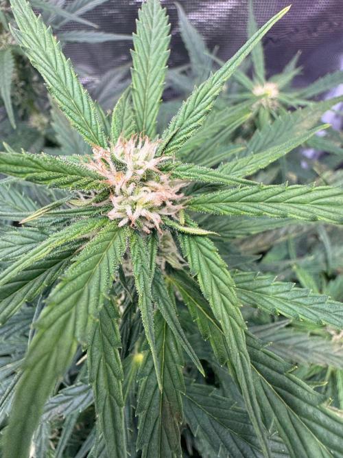 Sherbet Queen Auto (RQS). Week 8 - 03/03/2026 - day 59