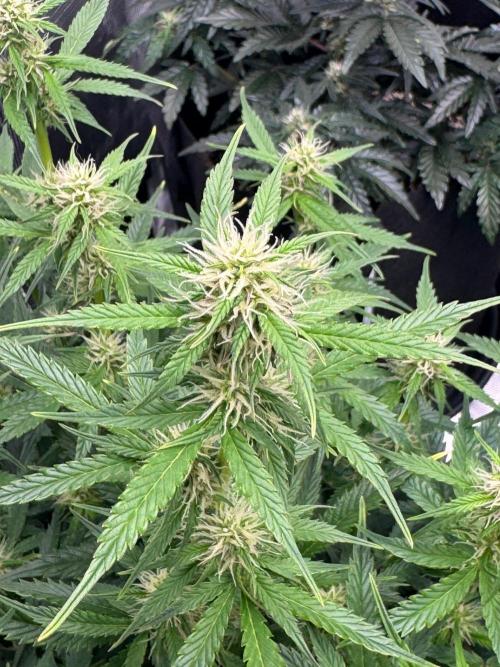 Sherbet Queen Auto (RQS). Week 8 - 03/03/2026 - day 59