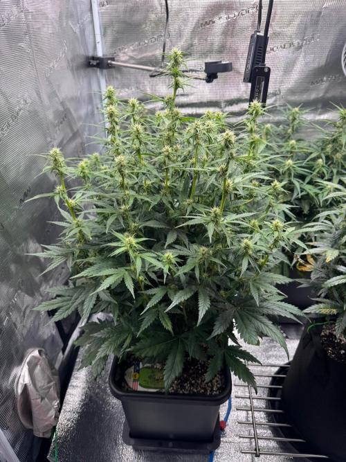 Sherbet Queen Auto (RQS). Week 8 - Sherbet #2 - day 59
03/03/2026