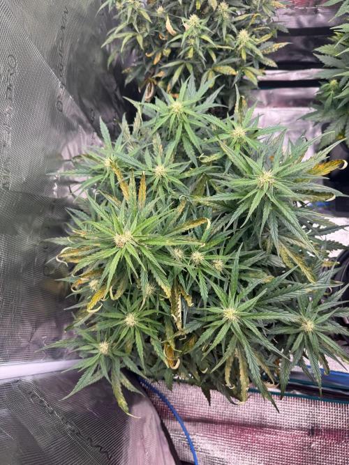 Sherbet Queen Auto (RQS). Week 8 - Sherbet #1 - day 61
05/03/2026