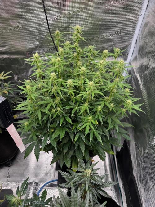 Sherbet Queen Auto (RQS). Week 8 - Sherbet #2 - day 61
05/03/2026