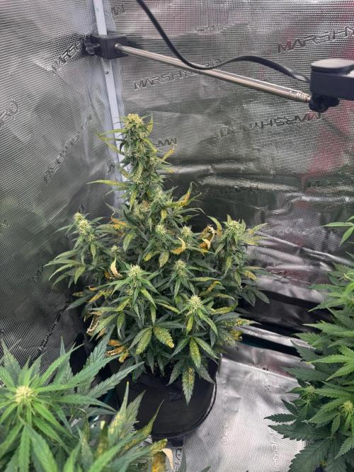 Sherbet Queen Auto (RQS). Week 8 - Sherbet #3 - day 61
05/03/2026