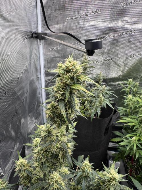 Sherbet Queen Auto (RQS). Week 9 - 10/03/2026 - day 66
Sherbet #3