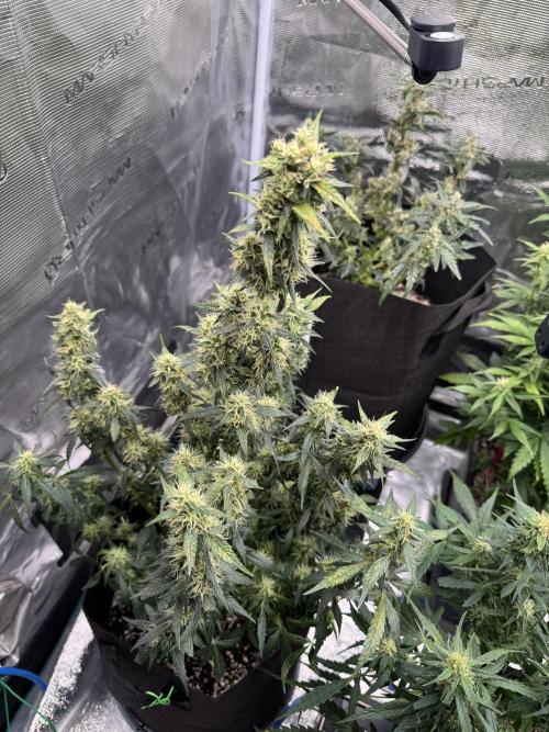 Sherbet Queen Auto (RQS). Week 9 - 10/03/2026 - day 66
Sherbet #3