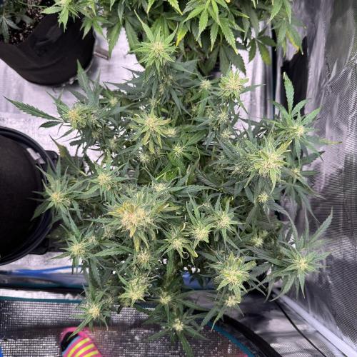 Sherbet Queen Auto (RQS). Week 9 - WEEK 9
09/03/2026 - day 65
Sherbet #3