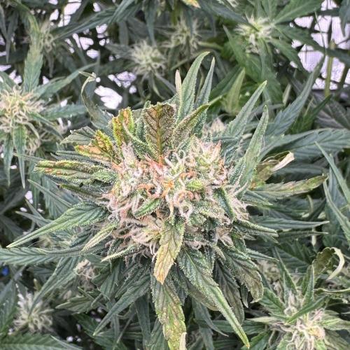 Sherbet Queen Auto (RQS). Week 9 - 10/03/2026 - day 66
Sherbet #1