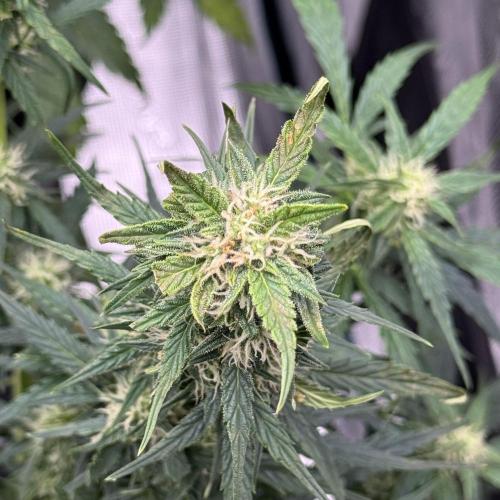 Sherbet Queen Auto (RQS). Week 9 - 10/03/2026 - day 66
Sherbet #1