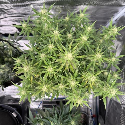 Sherbet Queen Auto (RQS). Week 9 - WEEK 9
09/03/2026 - day 65
Sherbet #2