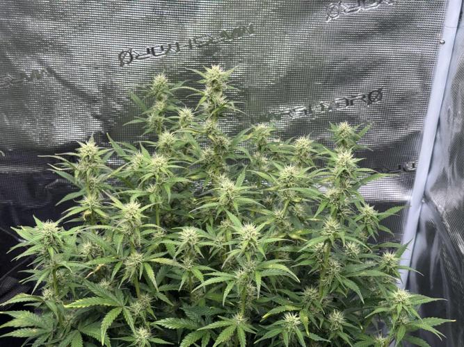 Sherbet Queen Auto (RQS). Week 9 - WEEK 9
09/03/2026 - day 65
Sherbet #2