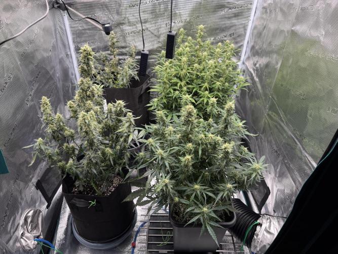 Sherbet Queen Auto (RQS). Week 9 - WEEK 9 - Happy Together!