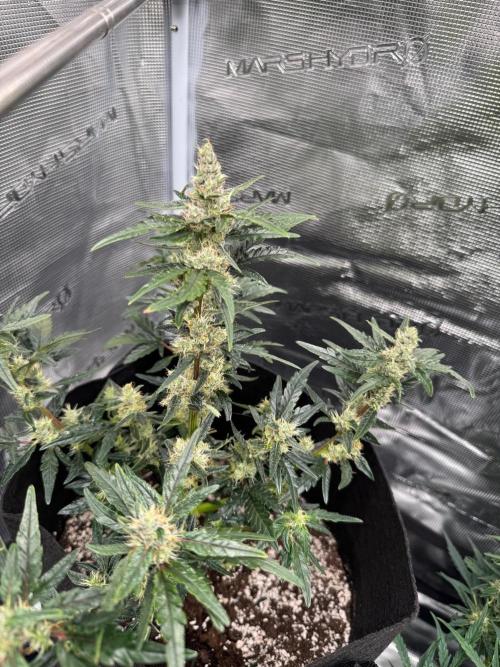 Sherbet Queen Auto (RQS). Week 9 - 10/03/2026 - day 66
Sherbet #4