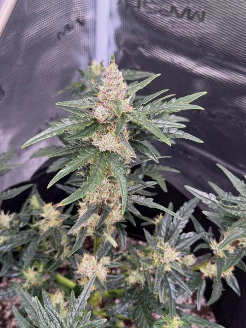 Sherbet Queen Auto (RQS). Week 9 - 10/03/2026 - day 66
Sherbet #4