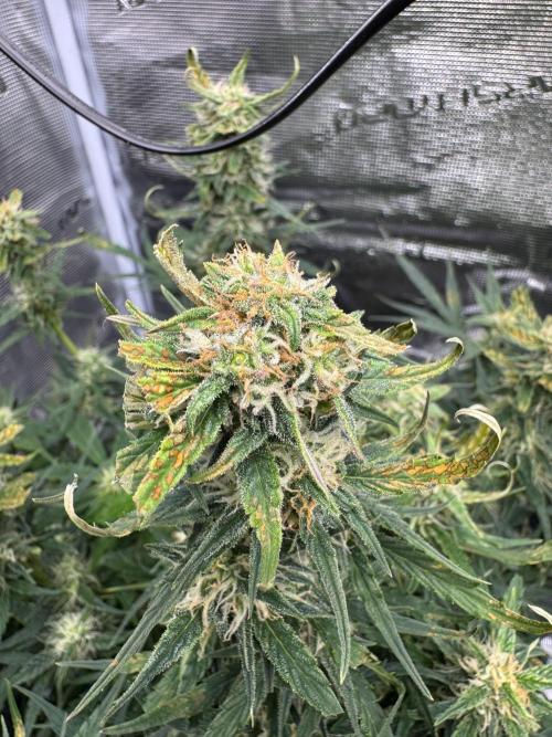 Sherbet Queen Auto (RQS). Week 9 - 12/03/2026 - day 68
Sherbet #1