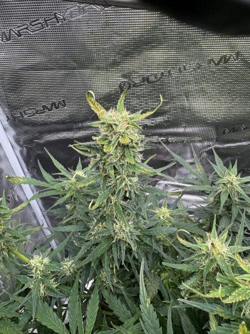Sherbet Queen Auto (RQS). Week 9 - 12/03/2026 - day 68
Sherbet #1